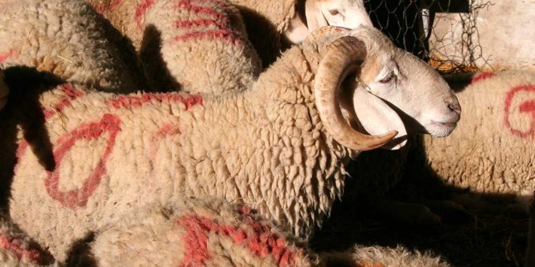 عيد الأضحى: بين فرحة الشعيرة ومخاطر الإهمال… كيف نمنع الحوادث؟