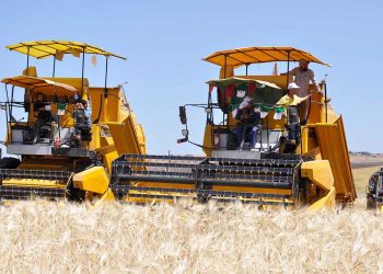 إنطلاق موسم الحصاد وسط تفاؤل بمحصول