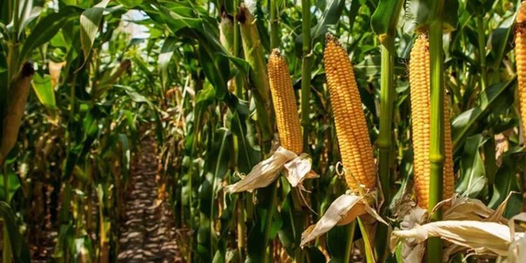 توسّعة زراعة الذرة ودوار الشمس في الجنوب