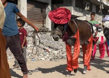 فيلم “حمار 7 أكتوبر”.. عندما يتحول الحيوان إلى بطل إنساني