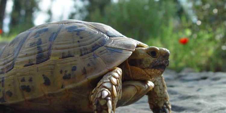 حجز أكثر من 1200 حيوان بري محمي خلال 2025