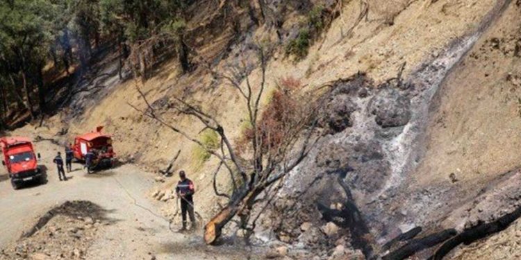 بعد 24 ساعة من الجهود….السيطرة على حريق غابة “حقو فرعون” بالبليدة