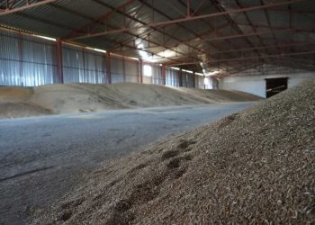 بعد استغناء الجزائر عن القمح الفرنسي… قطاع الحبوب الفرنسي يدق ناقوس الخطر