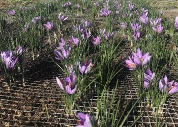 إطلاق الحملة الوطنية لزراعة الزعفران