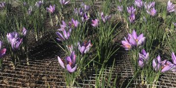 إطلاق الحملة الوطنية لزراعة الزعفران