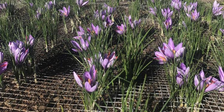 إطلاق الحملة الوطنية لزراعة الزعفران