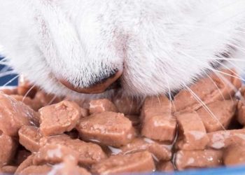 تحذير من خطورة طعام القطط النيء على صحة الحيوانات والبشر