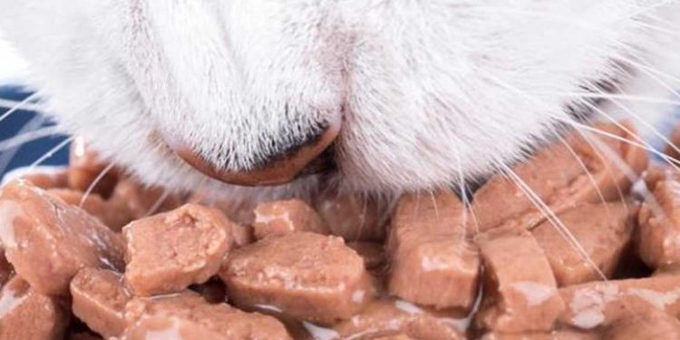 تحذير من خطورة طعام القطط النيء على صحة الحيوانات والبشر