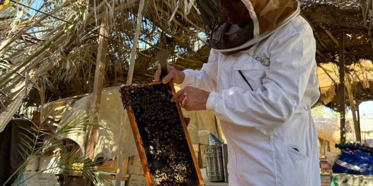 العراق…مربو النحل في يواجهون أزمة