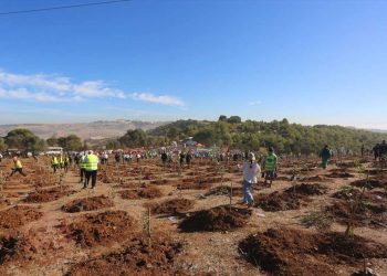 مليون شجرة لتعزيز الغطاء النباتي…مشاركة واسعة ضمن مشروع “الجزائر الخضراء”