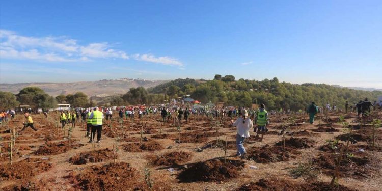 مليون شجرة لتعزيز الغطاء النباتي…مشاركة واسعة ضمن مشروع “الجزائر الخضراء”