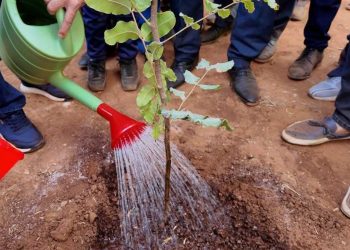 الجزائر تغرس أكثر من 1,3 مليون شجرة في يوم واحد