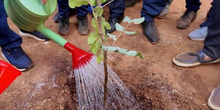 الجزائر تغرس أكثر من 1,3 مليون شجرة في يوم واحد
