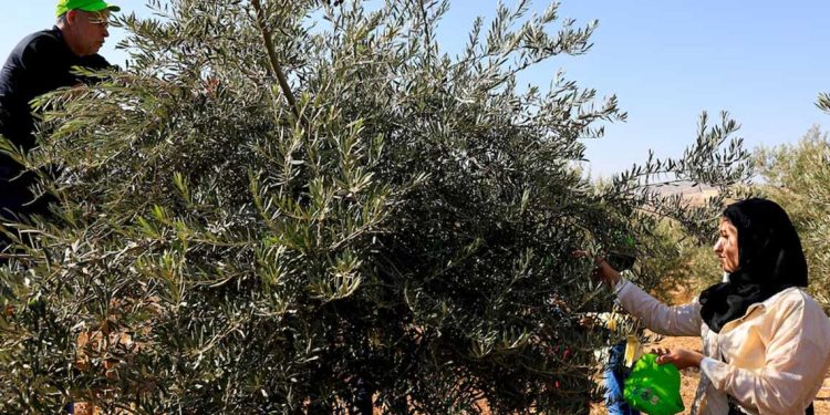 الصمود الأخضر…أشجار الزيتون في فلسطين