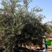 الصمود الأخضر…أشجار الزيتون في فلسطين