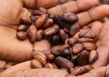 الأسواق العالمية…اليورانيوم والخشب في دائرة الارتفاع و الكاكاو يتراجع