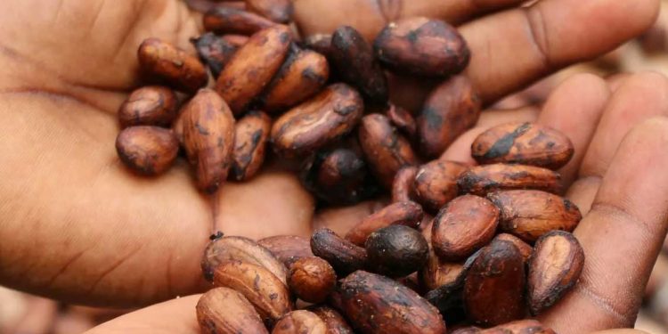 الأسواق العالمية…اليورانيوم والخشب في دائرة الارتفاع و الكاكاو يتراجع