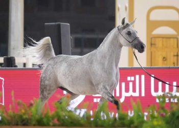 بنغازي تعيد الحياة للفروسية العربية الأصيلة