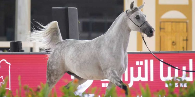 بنغازي تعيد الحياة للفروسية العربية الأصيلة