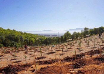 مليون شجرة في يوم واحد…قصة حملة خضراء