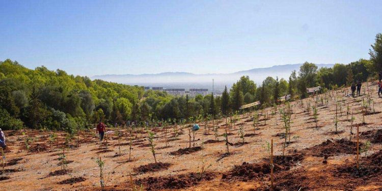 مليون شجرة في يوم واحد…قصة حملة خضراء