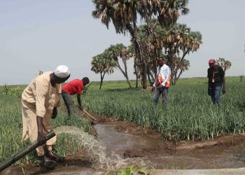 مصر والسودان يطلقان مشروعاً زراعياً عملاقاً لزراعة 420 ألف هكتار