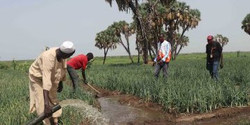 مصر والسودان يطلقان مشروعاً زراعياً عملاقاً لزراعة 420 ألف هكتار