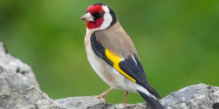 الريشة البرية…طيور الحسون تجمع الهواة والمبدعين