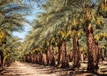 المغير…توسيع مساحات زراعة النخيل