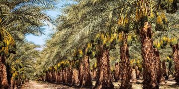 المغير…توسيع مساحات زراعة النخيل