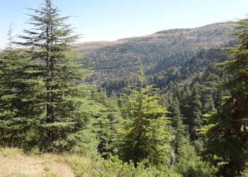 غابة الصنوبر اللبنانية على شفا الانقراض: الجفاف والآفات تهدد مستقبل المزارعين والنظام البيئي