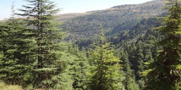 غابة الصنوبر اللبنانية على شفا الانقراض: الجفاف والآفات تهدد مستقبل المزارعين والنظام البيئي