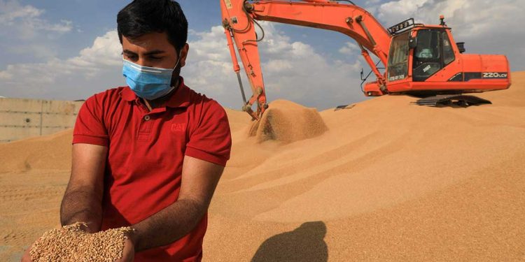 من دجلة والفرات إلى الحقول…العراق يعزز إنتاج القمح