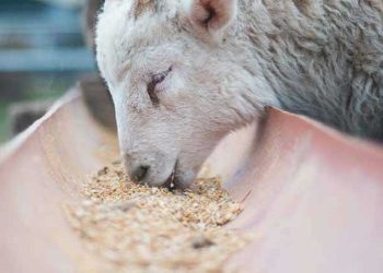 وزارة الفلاحة تعلن إجراءات لدعم تربية المواشي