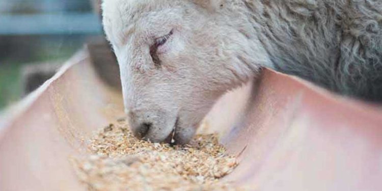 وزارة الفلاحة تعلن إجراءات لدعم تربية المواشي