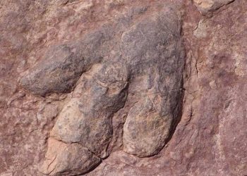 إيطاليا…اكتشاف آثار ديناصورات على صخرة شبه عمودية