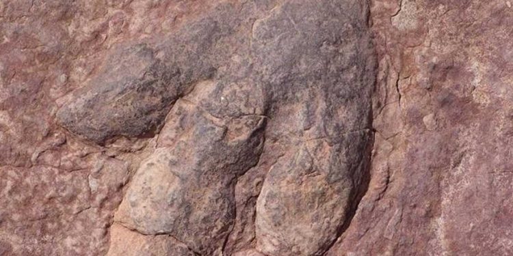 إيطاليا…اكتشاف آثار ديناصورات على صخرة شبه عمودية