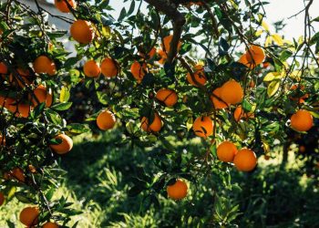 أسعار البرتقال..انخفاض عالمي إلى أدنى المستويات منذ صيف 2022
