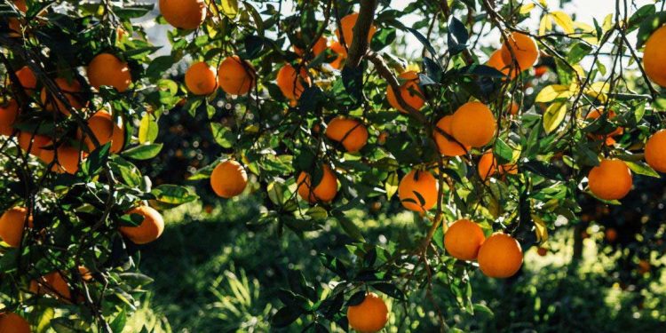 أسعار البرتقال..انخفاض عالمي إلى أدنى المستويات منذ صيف 2022