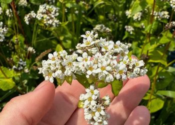 روسيا تكسر الرقم القياسي في صادرات حبوب غذائية صحية