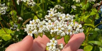 روسيا تكسر الرقم القياسي في صادرات حبوب غذائية صحية