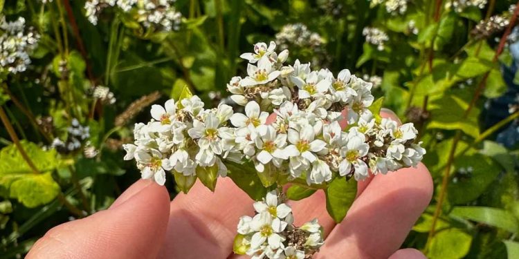 روسيا تكسر الرقم القياسي في صادرات حبوب غذائية صحية
