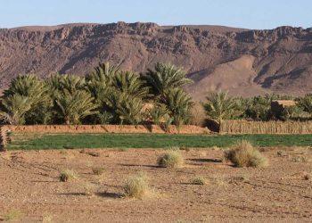 ورقلة تستعد لاحتضان صالون للاستثمار في الفلاحة الصحراوية
