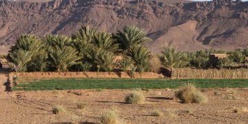 ورقلة تستعد لاحتضان صالون للاستثمار في الفلاحة الصحراوية