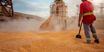 عقب تسجيل نقص في التموين….استيراد 1.15 مليون طن من الذرة