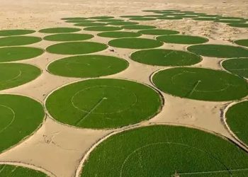 الجنوب الغربي للجزائر.. قطب واعد للاستثمار في الزراعات الاستراتيجية