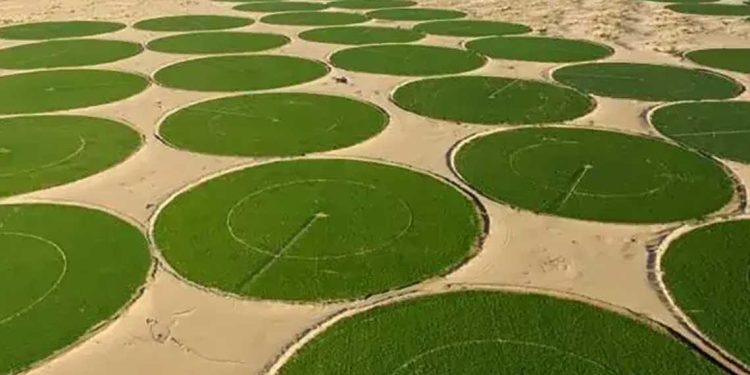 الجنوب الغربي للجزائر.. قطب واعد للاستثمار في الزراعات الاستراتيجية