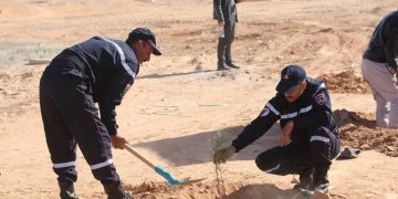 بشار-غار جبيلات… حملة تشجير على خط السكة الحديدية