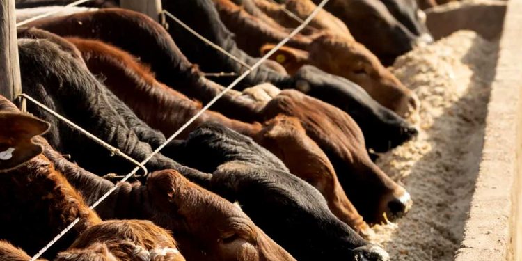 صالون الدواجن و تغذية الأنعام والبيطرة…مشاركة 85 عارضًا محليًا ودوليًا