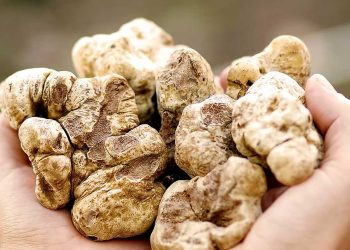 فطر الترفاس الصحراوي…المنيعة نموذج في الابتكار الزراعي